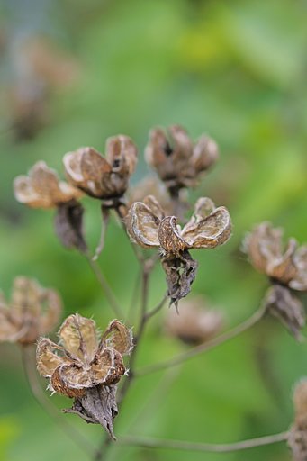 枯れ芙蓉