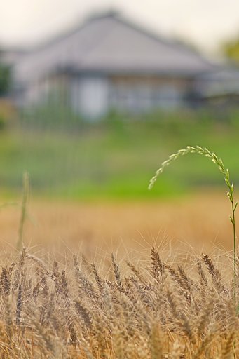 実りの向こうに