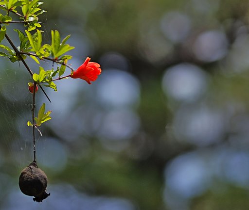 花と果て