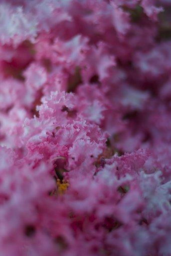 ミニマルなお花
