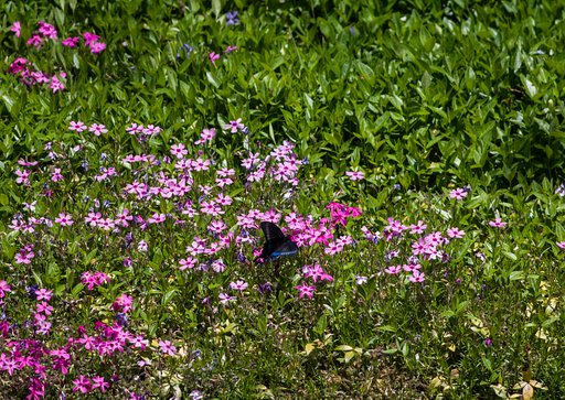 休憩時間のはずが。。ミヤマカラスアゲハ