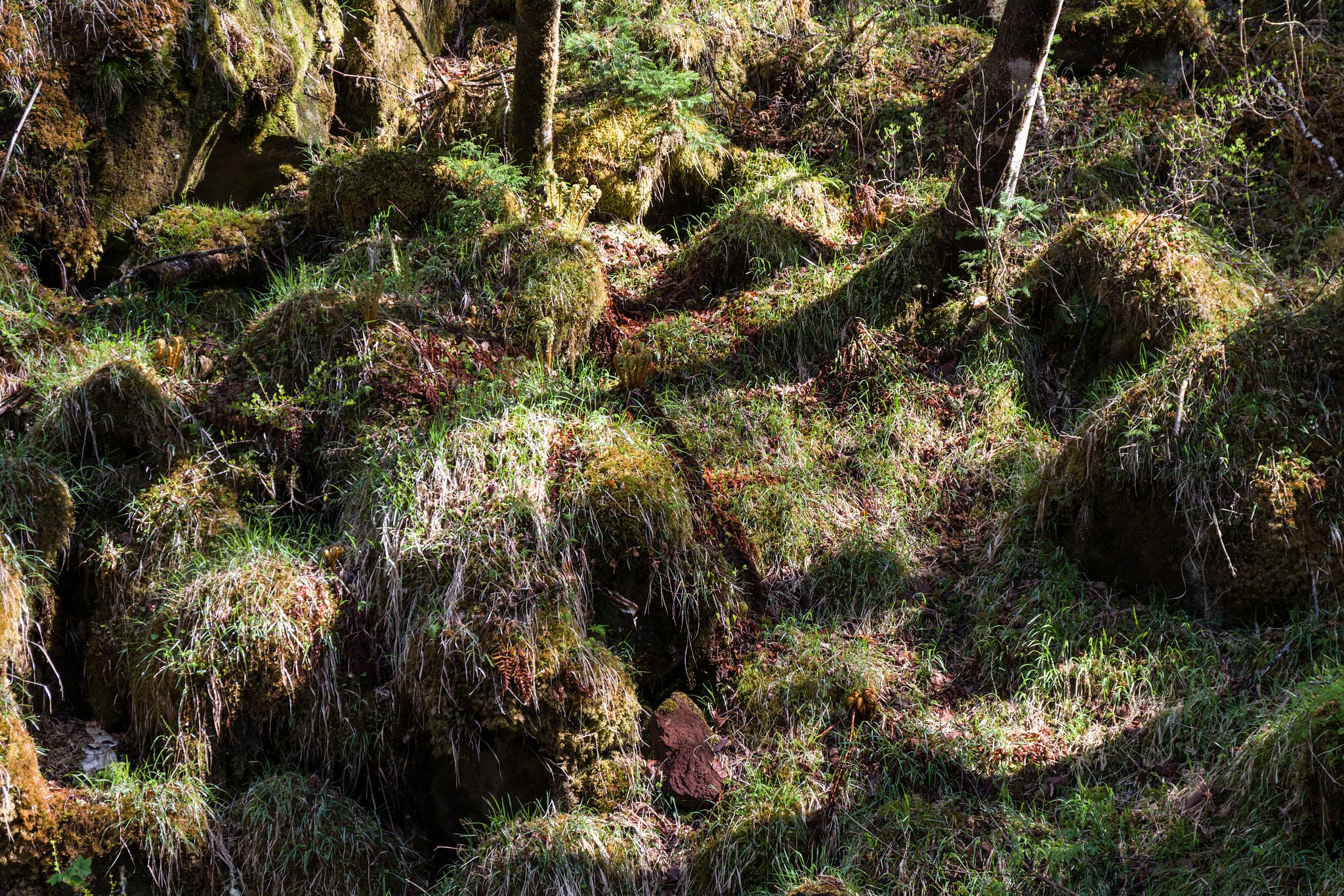 ジブリの世界