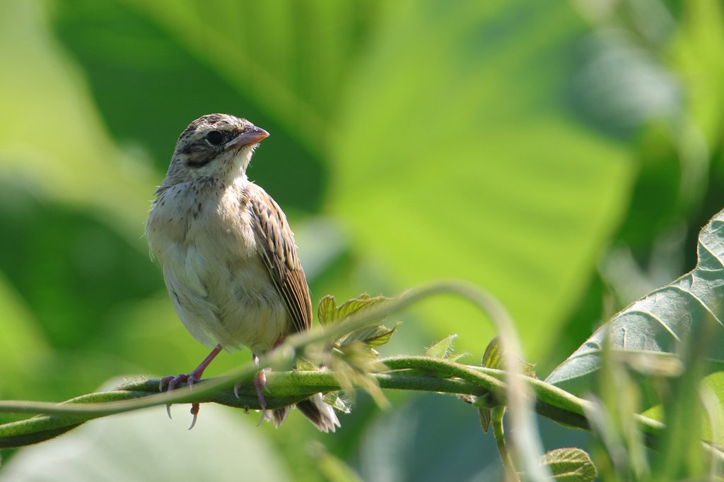 ホオアカ幼鳥