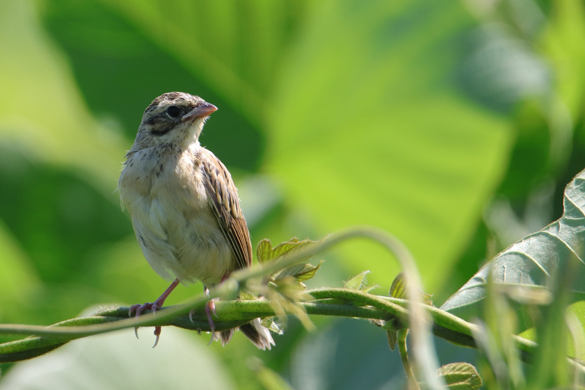ホオアカ幼鳥