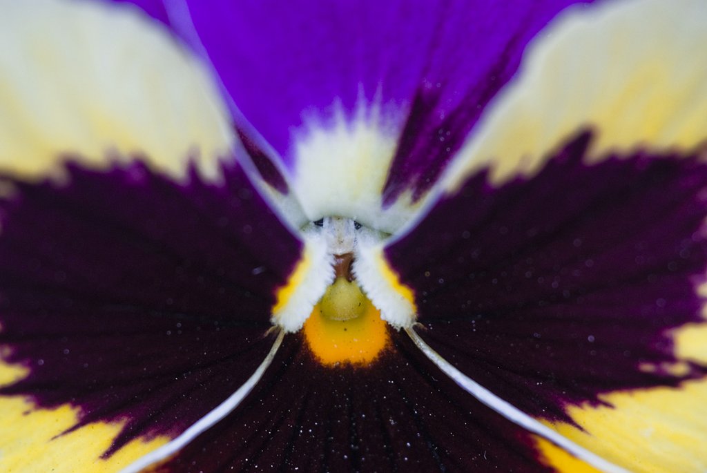 花の精がこんなところに