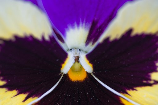 花の精がこんなところに
