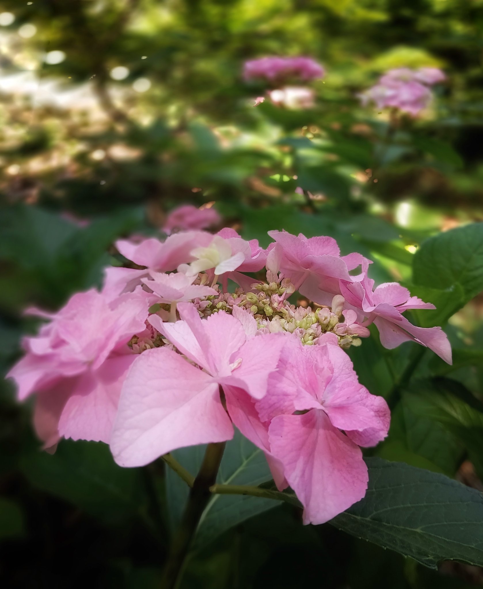 夏兆す