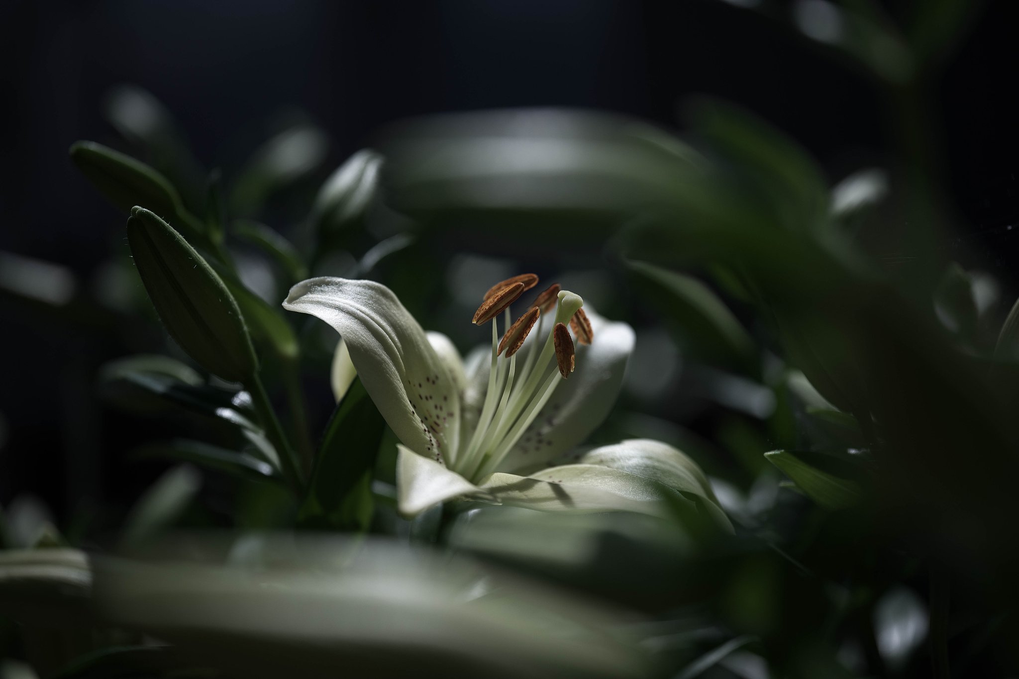 百合