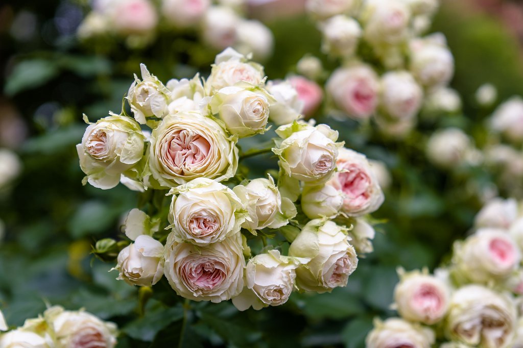 薔薇の花束