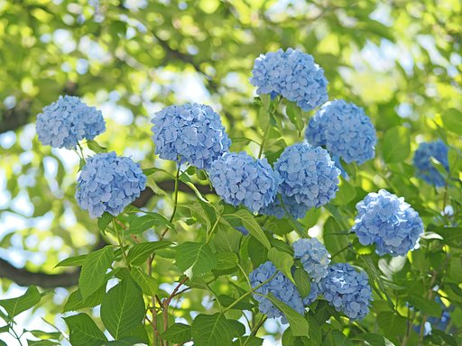 梅雨の前に