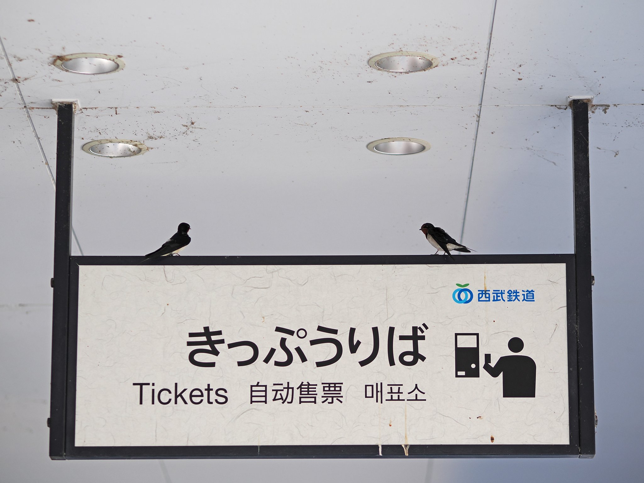 恋のキップ、ありますか？