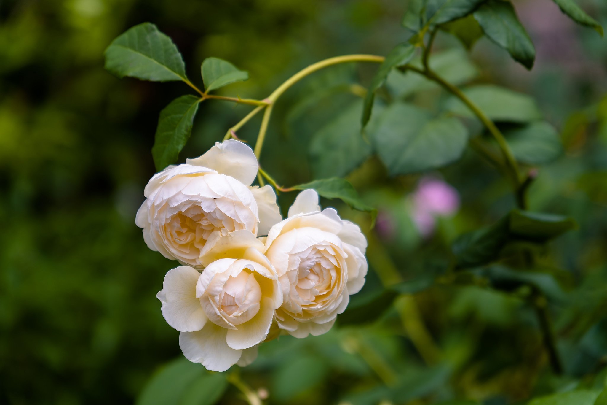 優しい薔薇