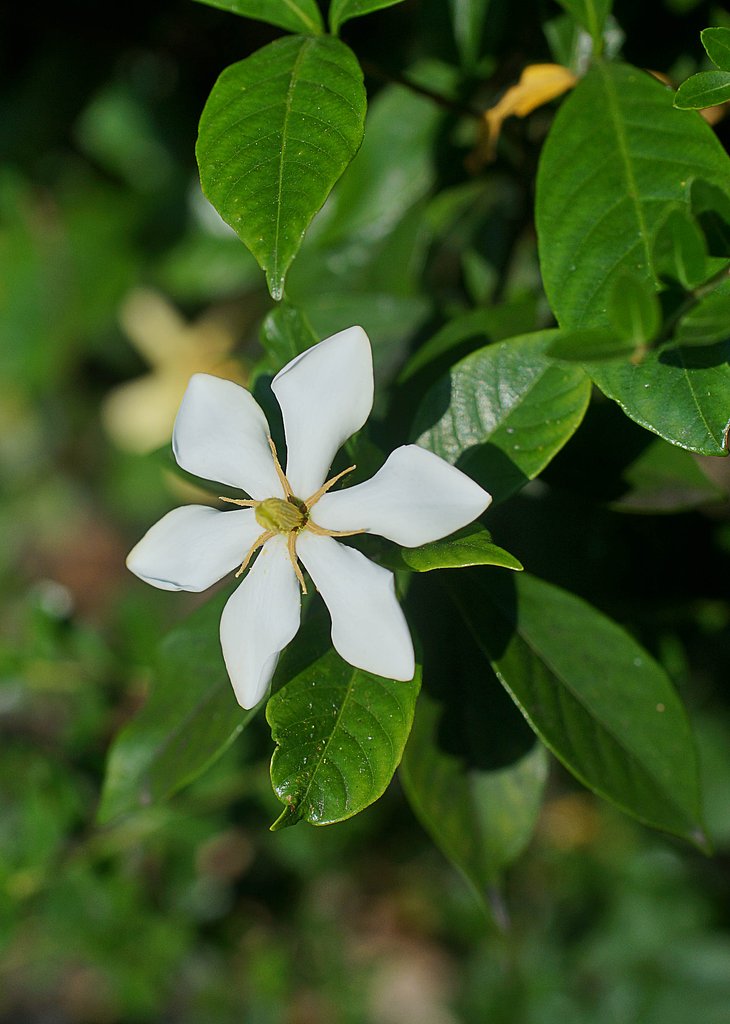 クチナシの花