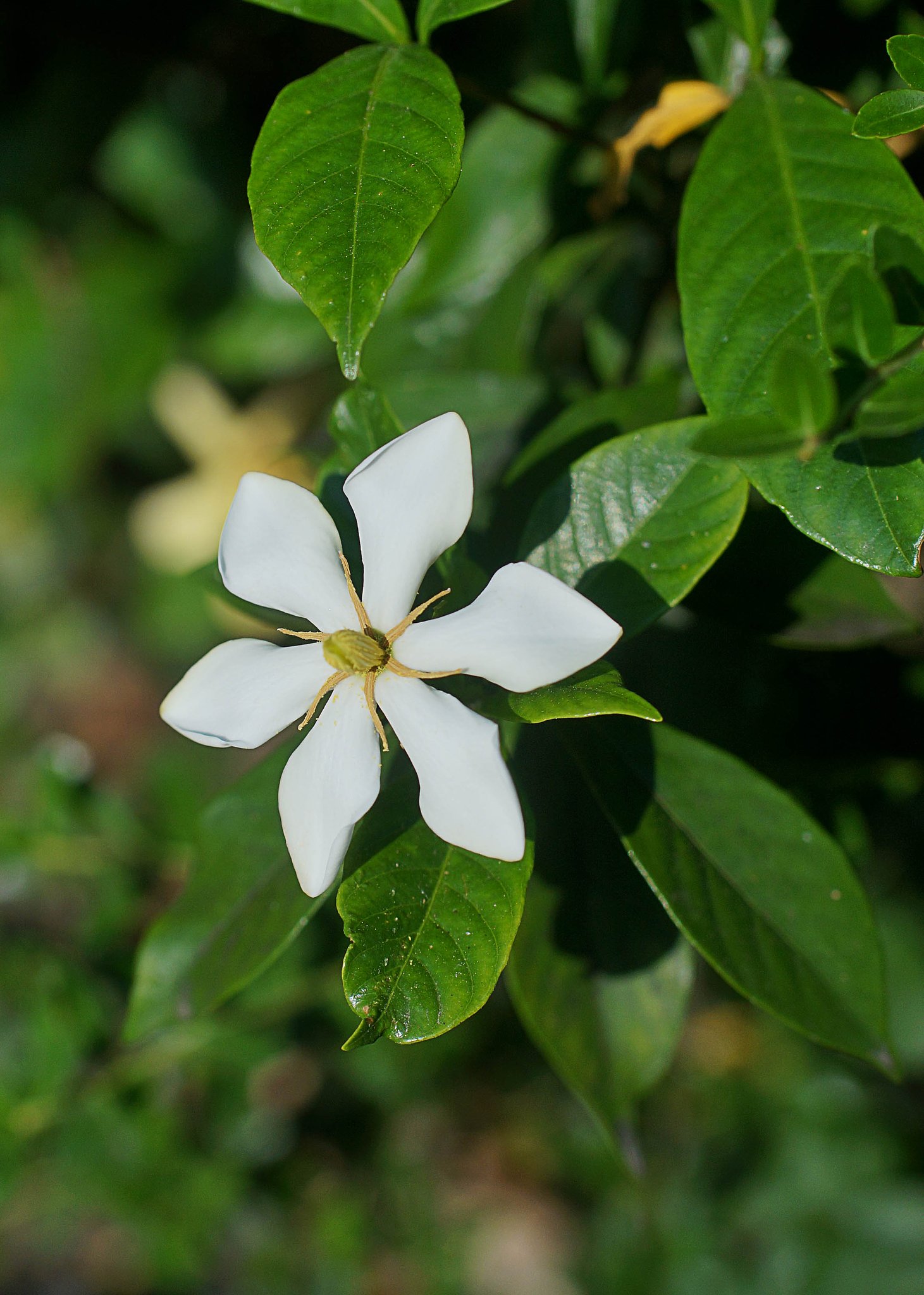 クチナシの花