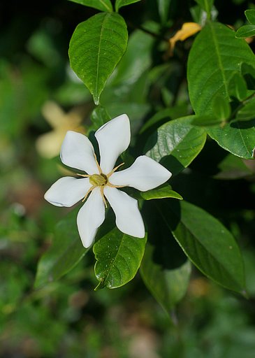クチナシの花