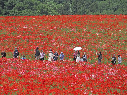 大地を染める