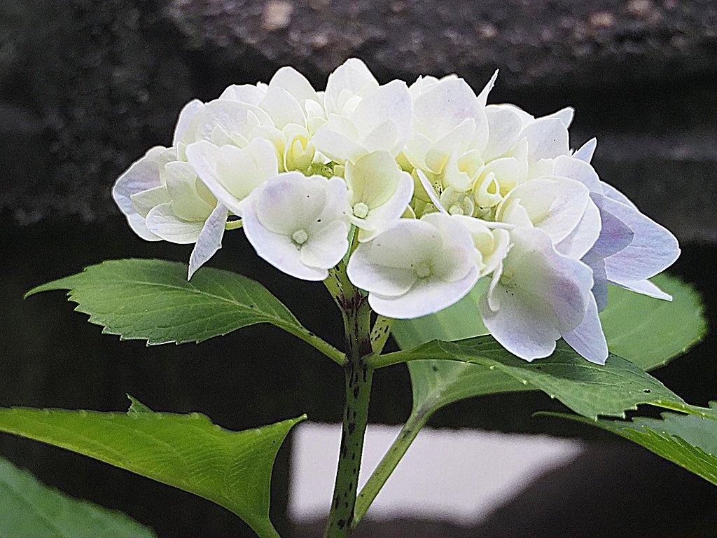 白いアジサイ