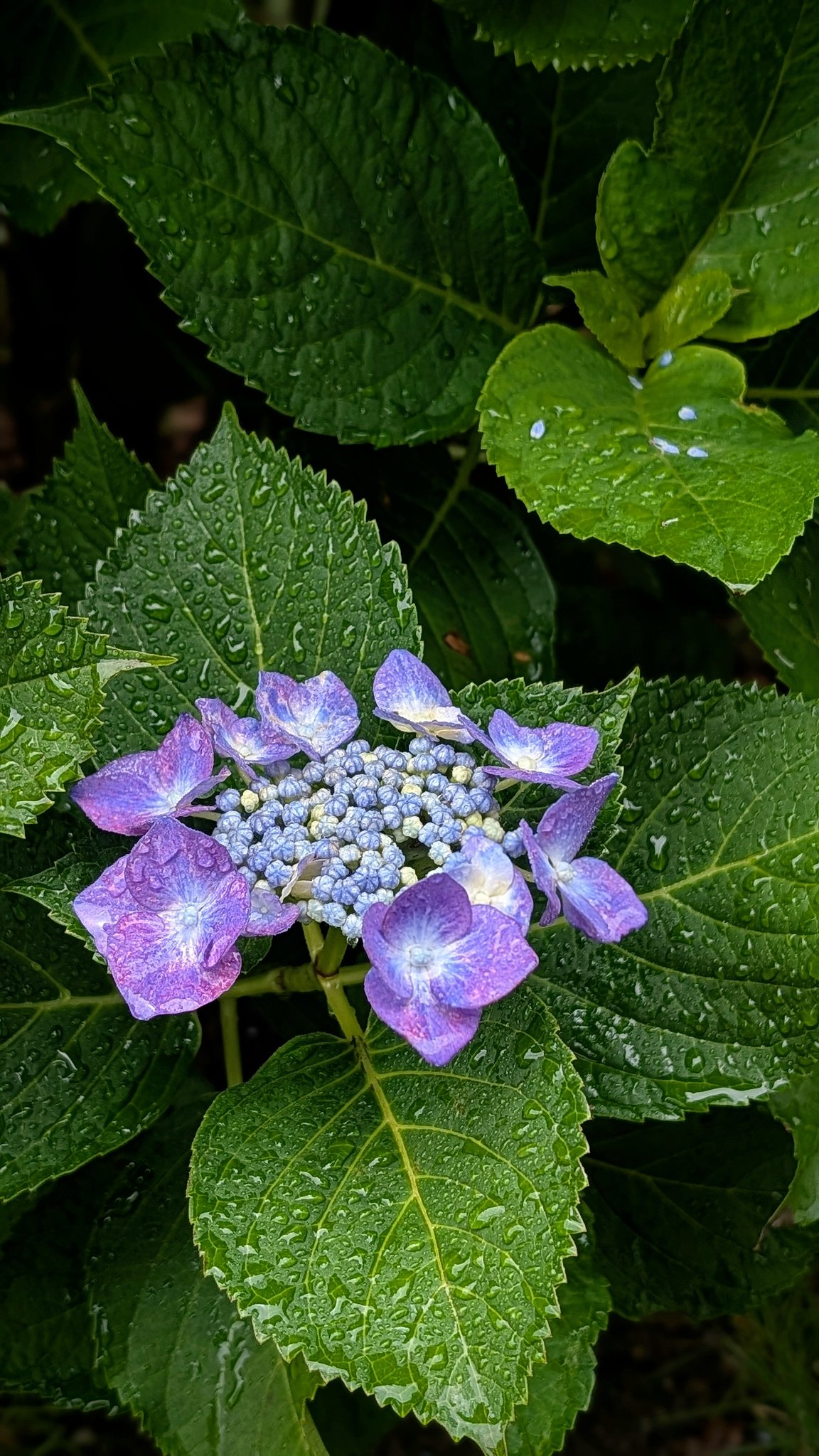 梅雨に映えるアジサイ