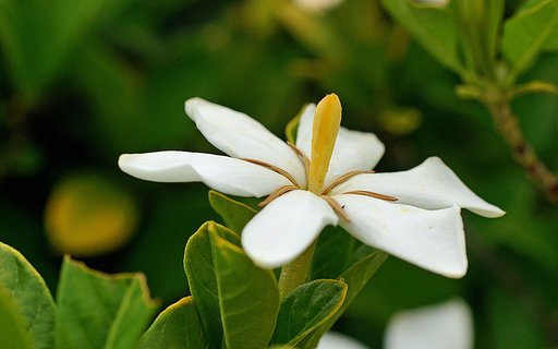 クチナシの花２