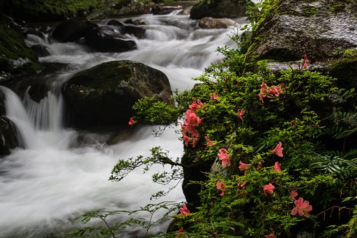 水も滴る可憐なツバキ。。。。。＿全景