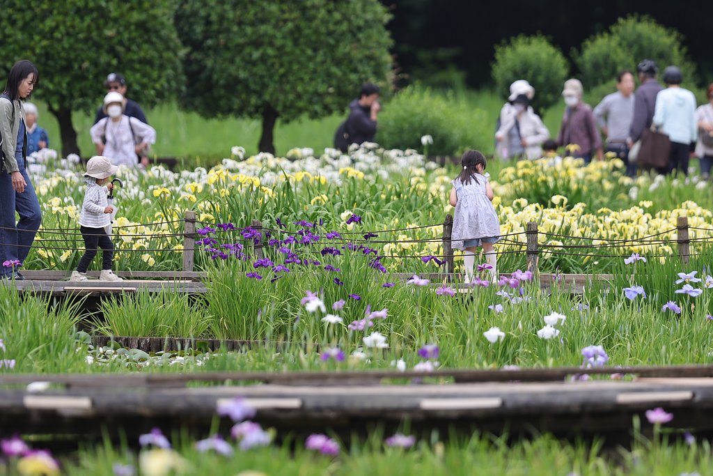 花菖蒲と子供たち