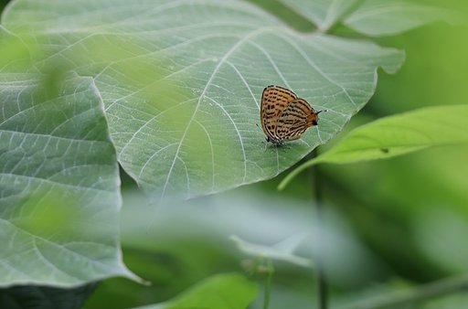 茂みの奥のゼブラ