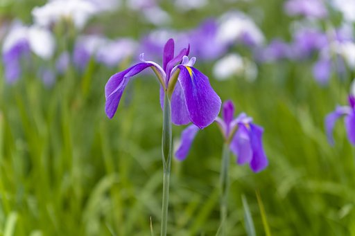 菖蒲のポートレート