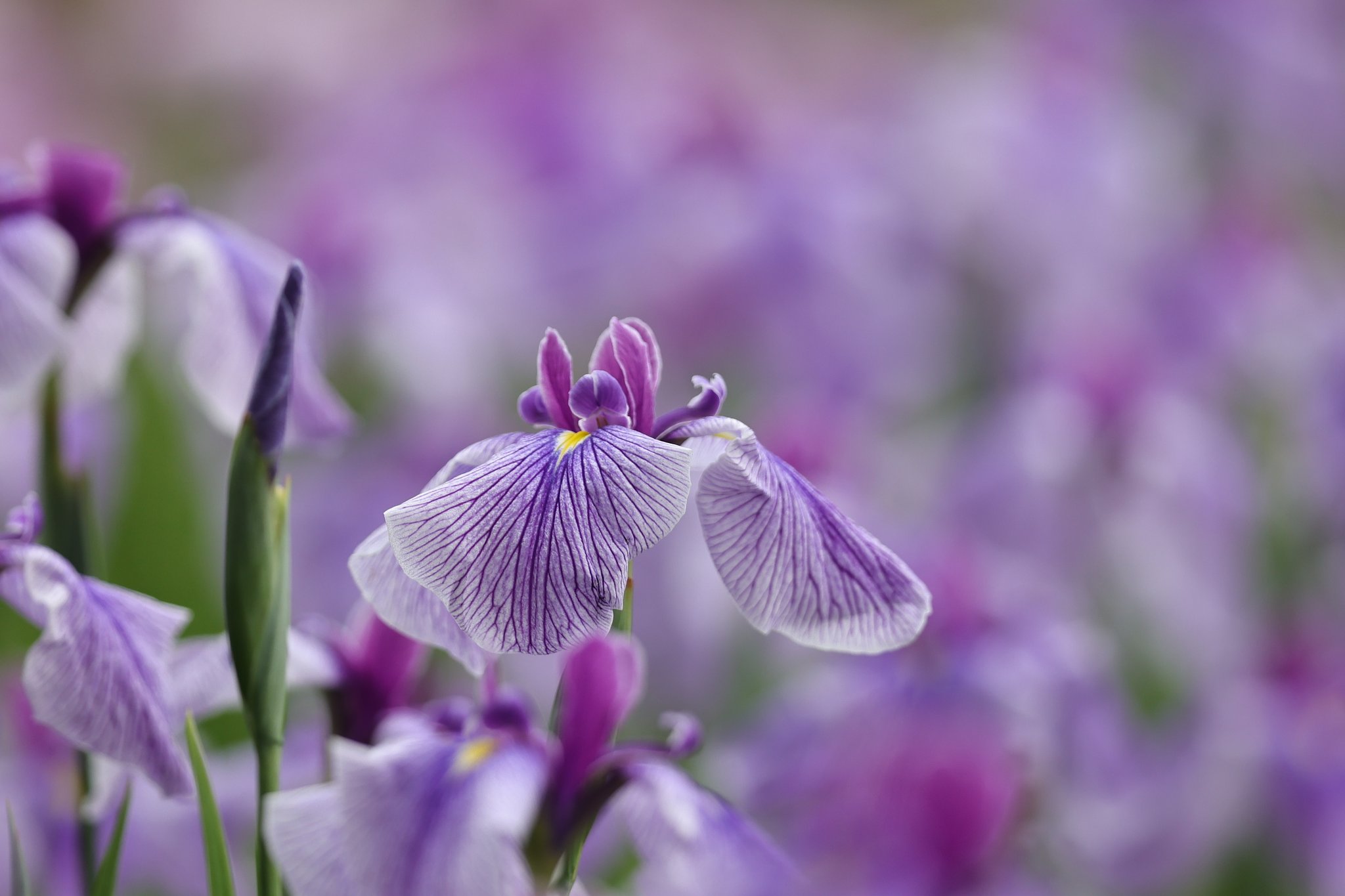 花菖蒲はやっぱり紫系