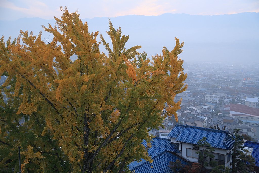 朝の銀杏
