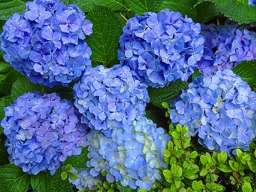 紫陽花