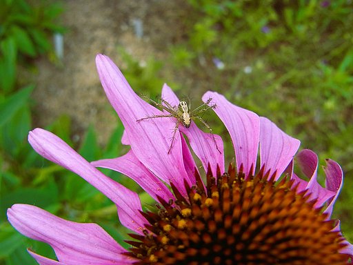 花に留まる蜘蛛