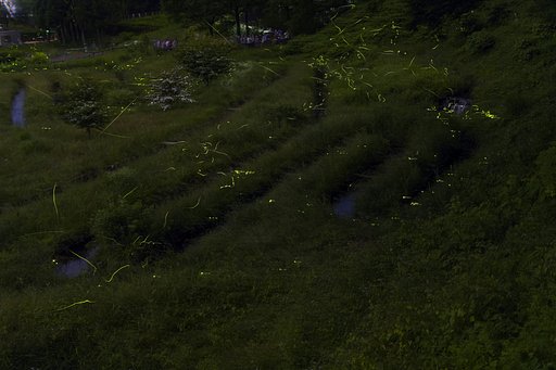水路を舞う