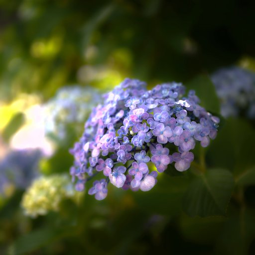 紫陽花