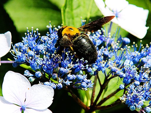 アジサイの花にに留まるクマバチ