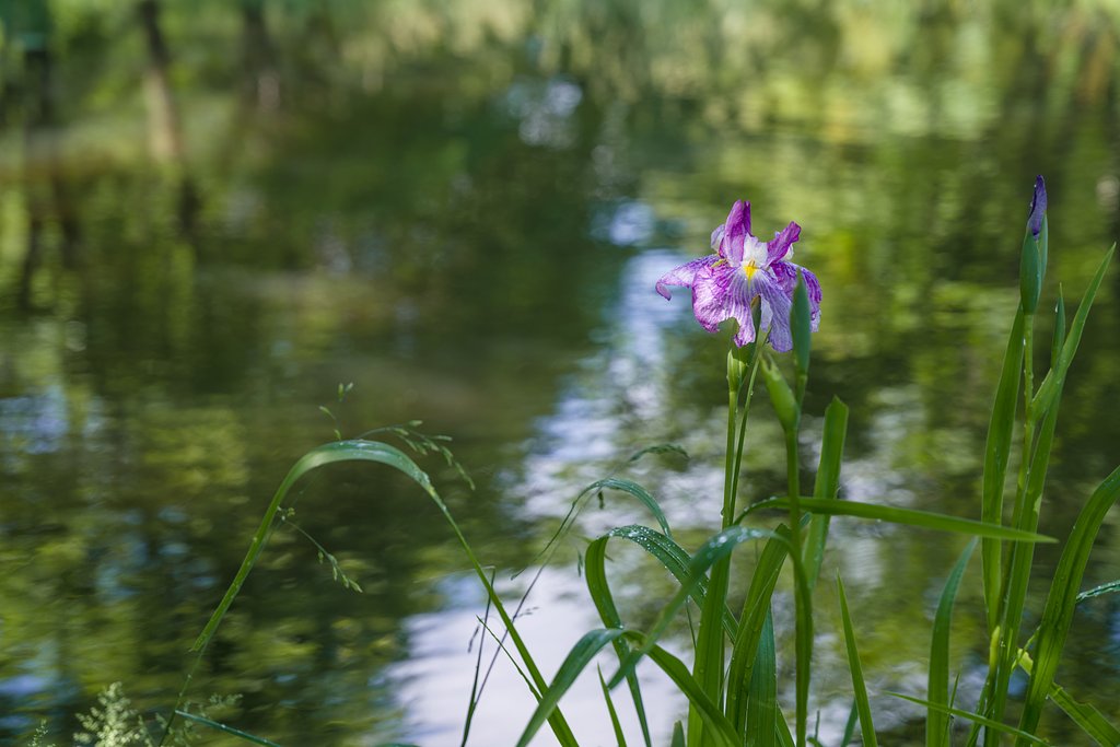 雨上がりの花菖蒲