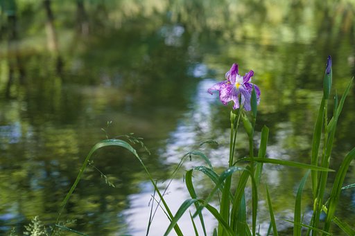 雨上がりの花菖蒲