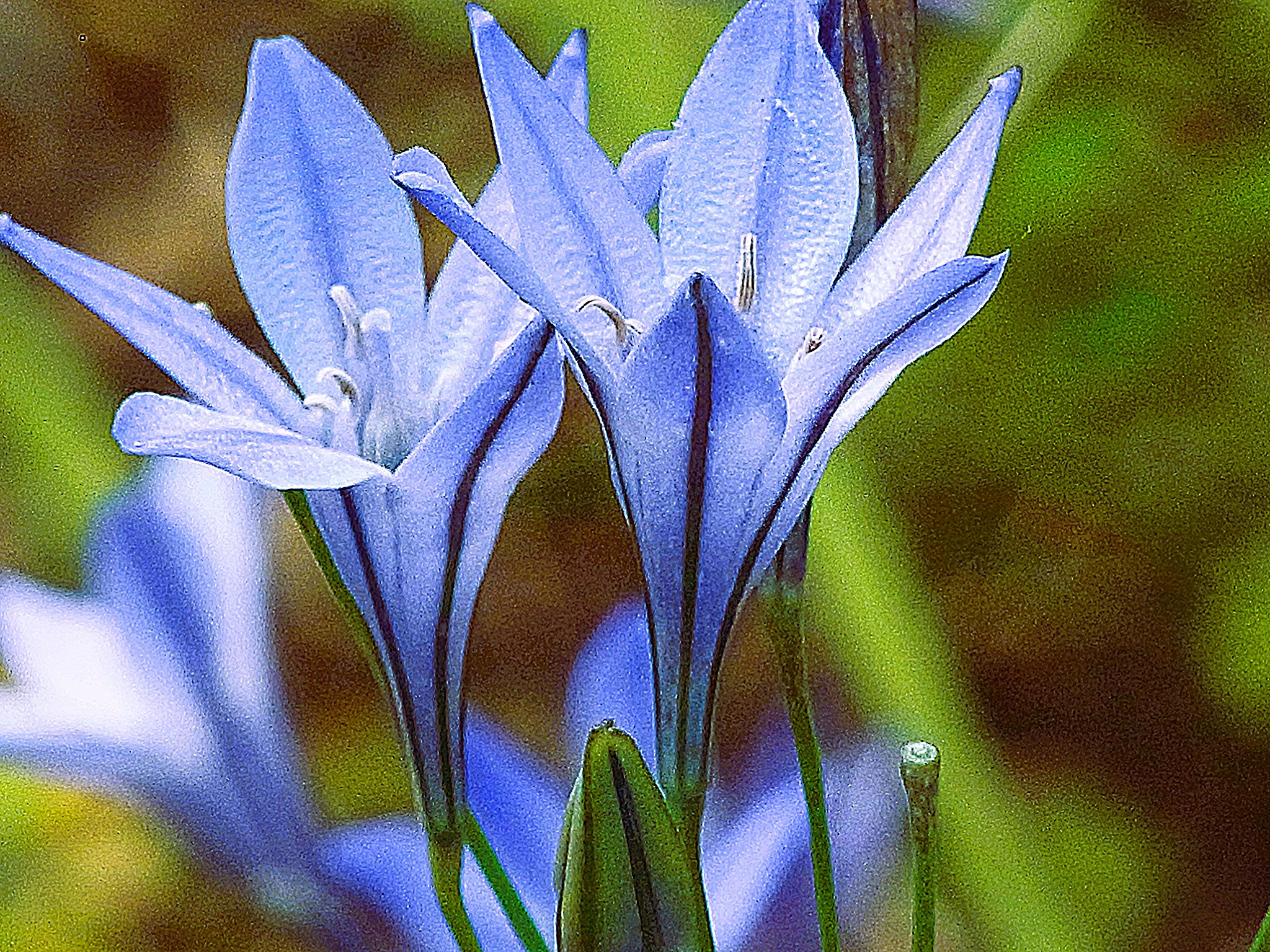 今日の花は
