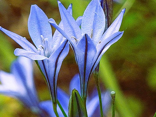 今日の花は