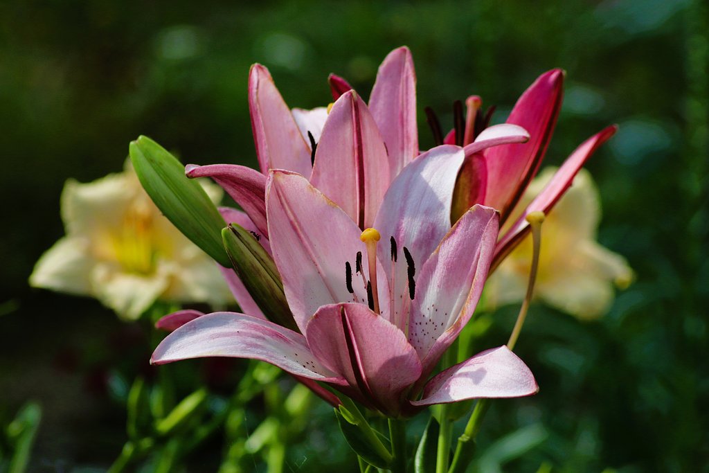 Canon EF100-200mmF4.5A