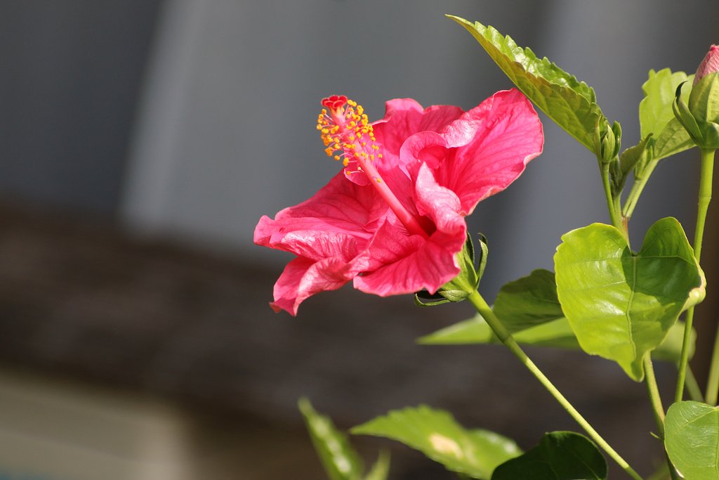 canonの古いレンズで