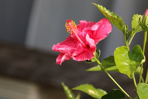 canonの古いレンズで