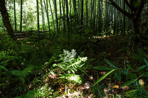 異界への入口Ⅱ_木漏れ日に誘われて。。。