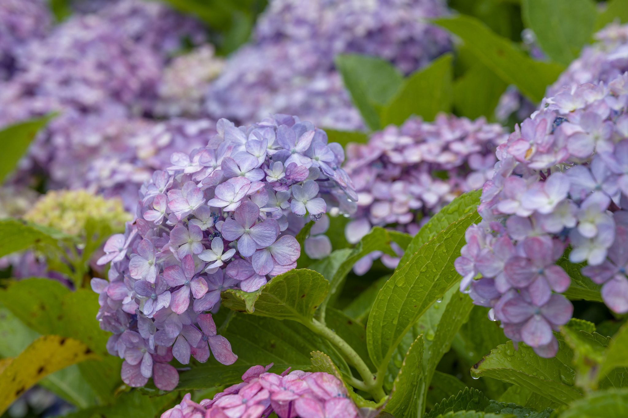 雨の紫陽花