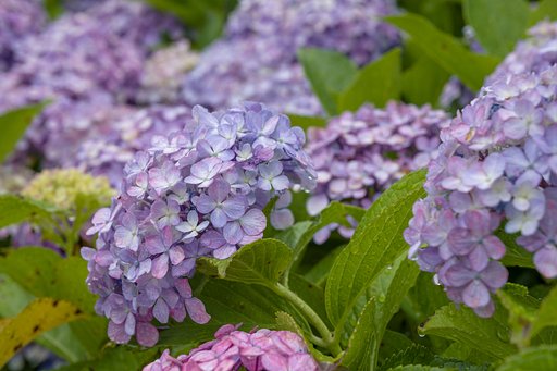 雨の紫陽花