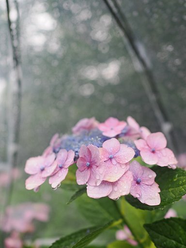 雨がトモダチ
