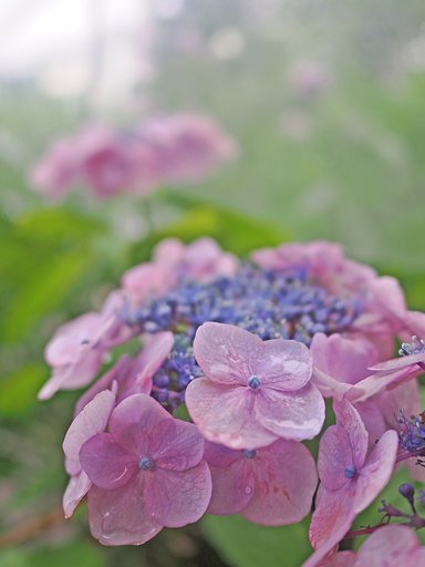 雨はトモダチ