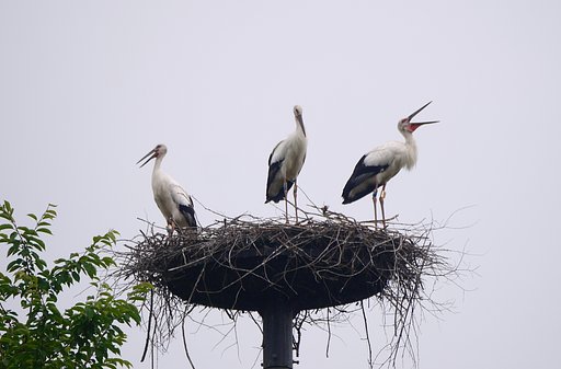 コウノトリ