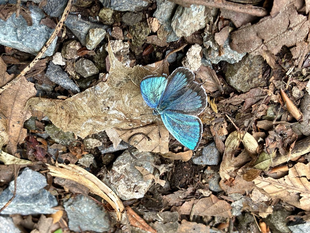 シジミチョウ