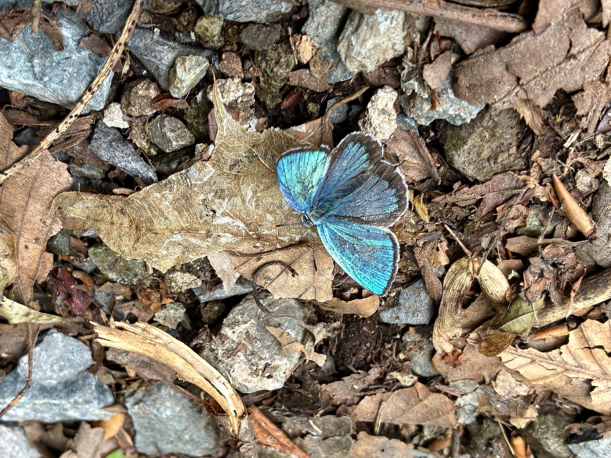 シジミチョウ