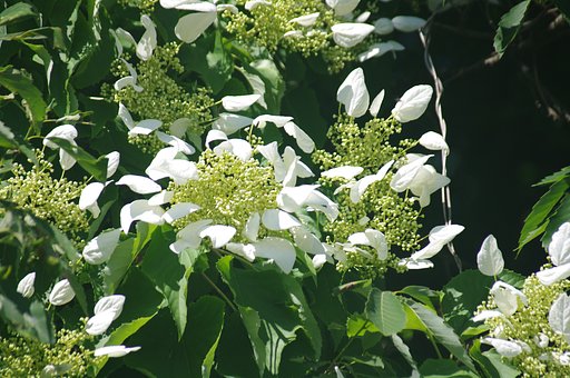 イワガラミの花